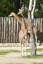 Netzgiraffe LENGAI und GUNDA