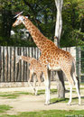 Netzgiraffe LENGAI und GUNDA