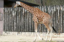 Netzgiraffe GUNDA
