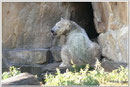 KNUT