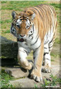 Sibirische Tigerin MARY