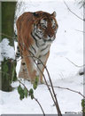 Sibirischer Tiger THARO