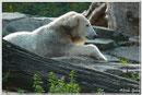 KNUT