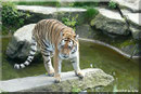 Sibirische Tigerin MARY