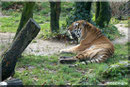Sibirischer Tiger THARO