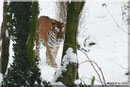 Sibirischer Tiger THARO