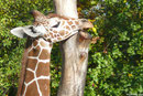 Netzgiraffe LENGAI