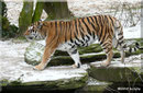 Sibirische Tigerin MARY