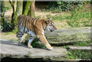 Sibirische Tigerin MARY
