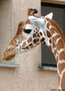 Netzgiraffe GUNDA