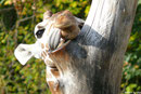 Netzgiraffe LENGAI