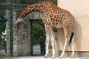 Netzgiraffe GUNDA