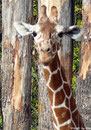 Netzgiraffe LENGAI