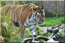 Sibirischer Tiger THARO
