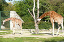 Netzgiraffe LENGAI und GUNDA