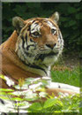 Sibirische Tigerin MARY
