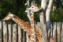 Netzgiraffe LENGAI und GUNDA