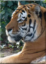 Sibirischer Tiger THARO