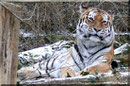 Sibirische Tigerin MARY