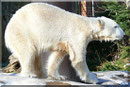 KNUT