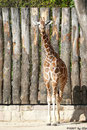 Netzgiraffe LENGAI