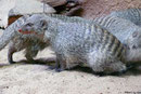 Zebramanguste