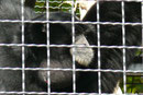 Siamang
