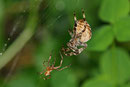 Gartenkreuzspinne, Araneus diadematus