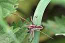 Listspinne, Pisaura mirabilis