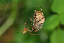 Gartenkreuzspinne, Araneus diadematus