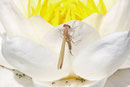 Kleinlibelle, Zygoptera sp., nicht näher bestimmbar
