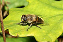 Mistbiene, weibl., Eristalis tenax
