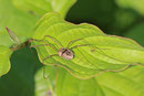 Hornweberknecht, Phalangium opilio