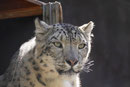 Schneeleopard