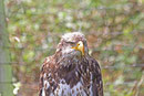 Weißkopfseeadler