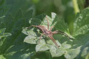 Listspinne, Pisaura mirabilis