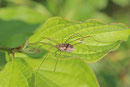 Hornweberknecht, Phalangium opilio