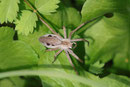 Listspinne, Pisaura mirabilis