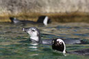 Brillenpinguin