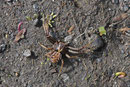 Krabbenspinne, Xysticus sp.