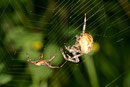 Gartenkreuzspinne, Araneus diadematus