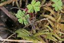 Listspinne, Pisaura mirabilis