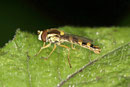 Gem. Stiftschwebfliege, männl., Sphaerophoria scripta