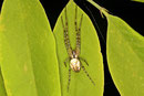 Herbstspinne, Metellina segmentata