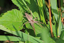 Listspinne, Pisaura mirabilis