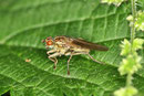 Gelbe Dungfliege, weibl., Scatophaga stercoraria