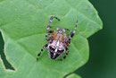 Gartenkreuzspinne, Araneus diadematus