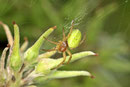 Kürbisspinne, Araniella sp.