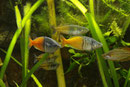Boesemans Regenbogenfisch, Melanotaenia boesemani