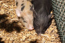 Minischwein